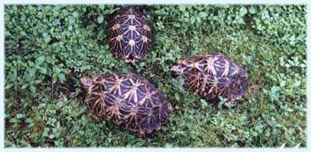 Star Tortoise